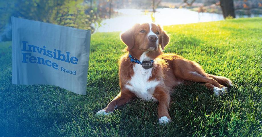 Dog wearing Invisible Fence® collar lying safely in a yard near an Invisible Fence® boundary flag