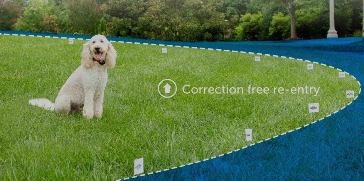 Happy dog safely playing in yard with Invisible Fence boundary